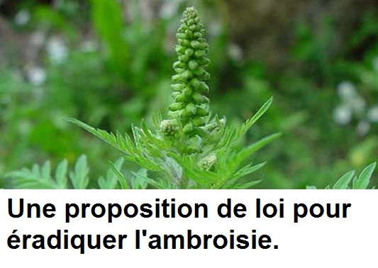 Une proposition de loi pour éradiquer l’ambroisie