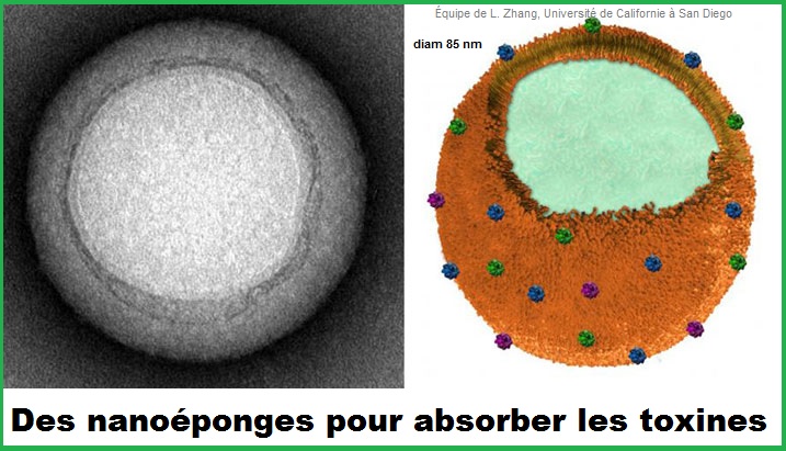 Des nanoéponges pour absorber les toxines