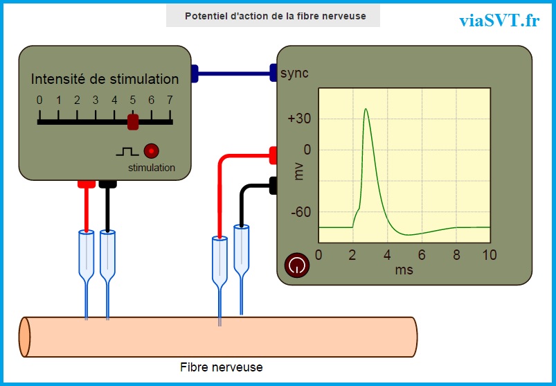 potentiel d'action fibre nerveuse