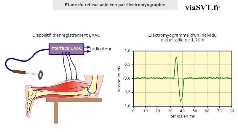 réflexe achiléen SVT bac S terminale S