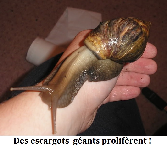 Des escargots africains géants prolifèrent en Floride