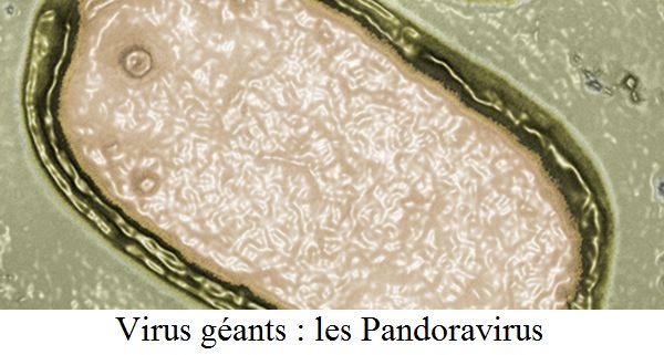 Pandoravirus: chaînon manquant entre monde viral et monde cellulaire