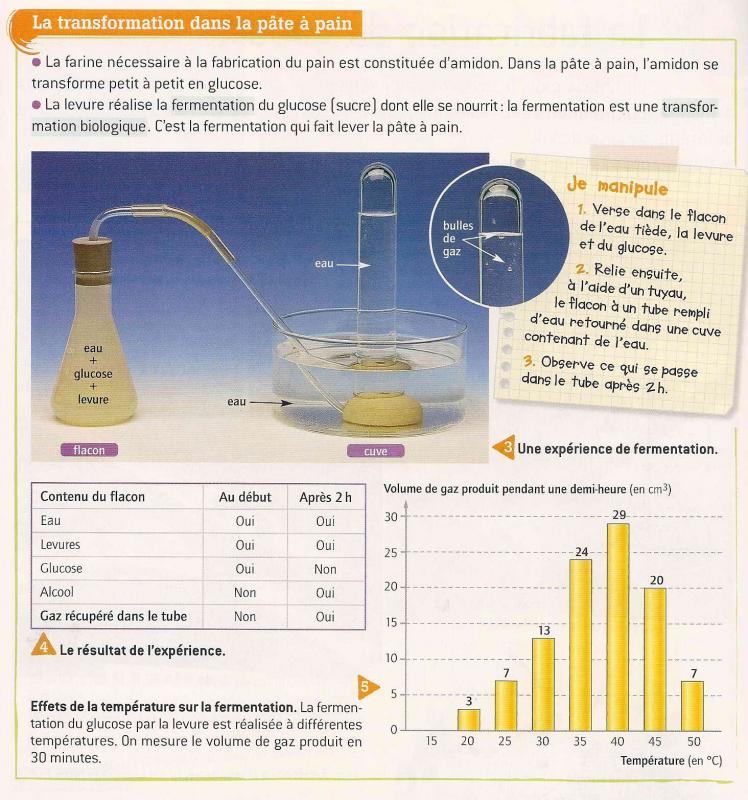 Les transformations alimentaires par les micro-organismes