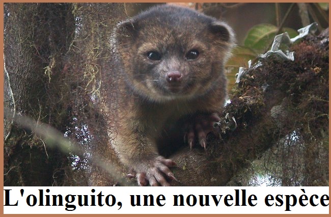 L’olinguito, une nouvelle espèce