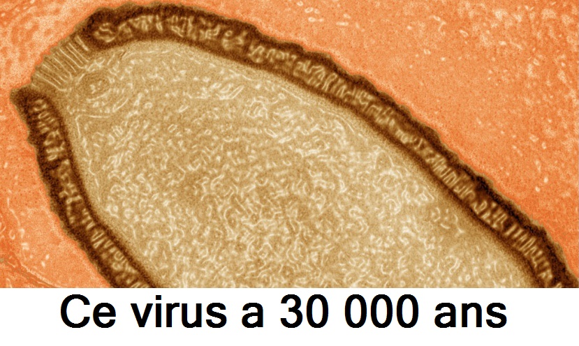 Ce virus a 30 000 ans