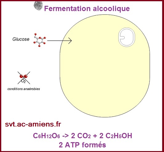 animation fermentation alcoolique Bac S SVT spé