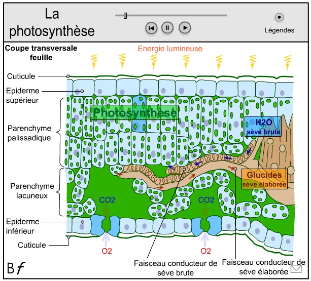 animation la photosynthèse