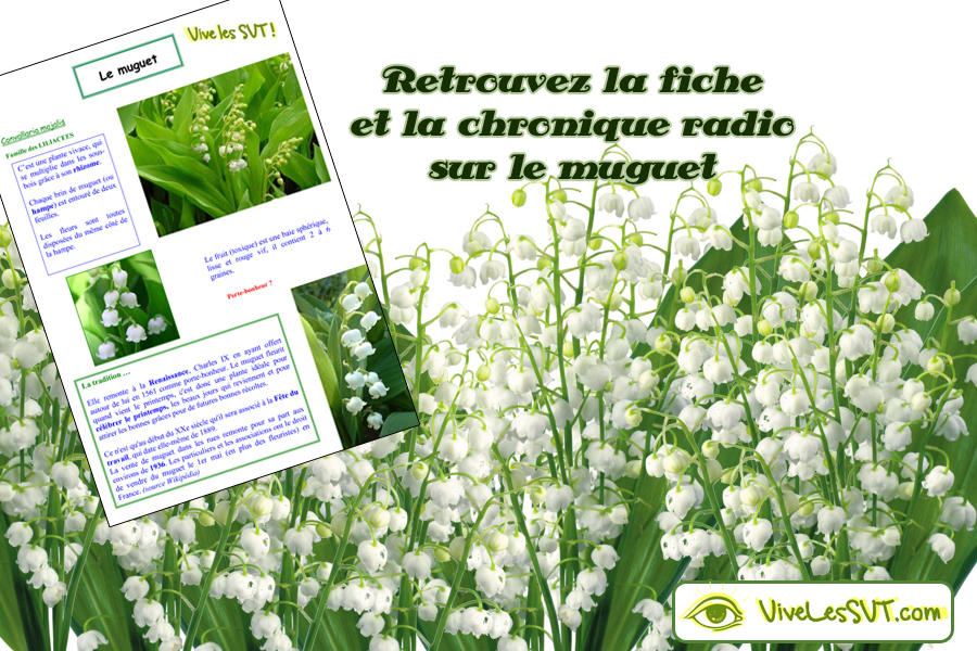 1er mai 2015 – Qu’est ce que le muguet ?