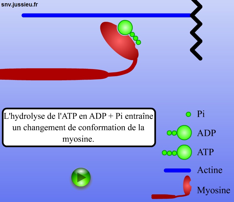 myosine SVT