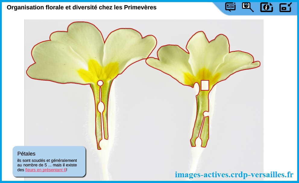 organisation-des-fleurs-Images-Actives