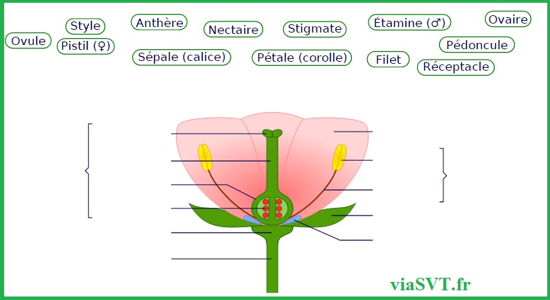schéma de la fleur SVT bac S terminale S révisions