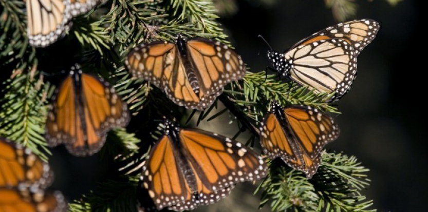 MEXICO-MONARCH-BUTTERFLY