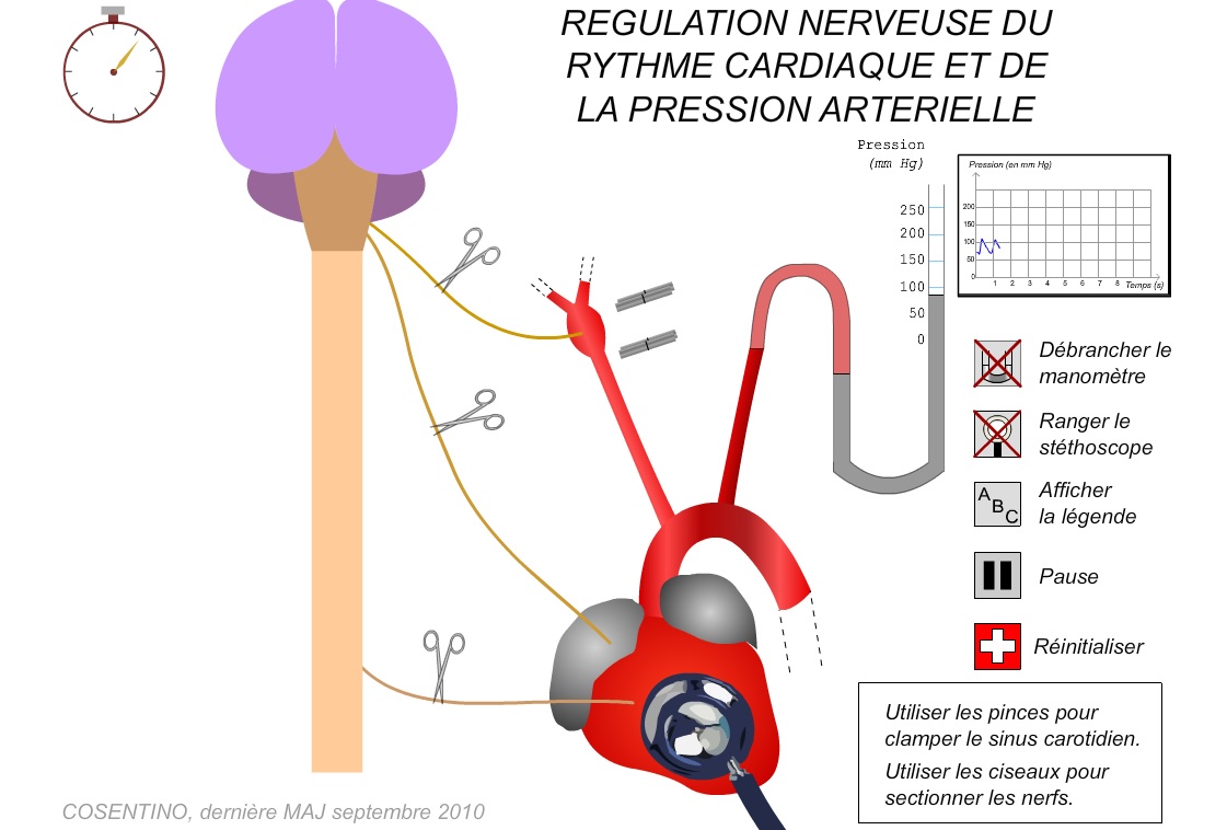 Biologie Simplifiée - La pression artérielle ou tension artérielle : c'est  la pression qui règne à l'intérieur des artères. La mise en tension des  parois artérielles permet au sang de circuler correctement