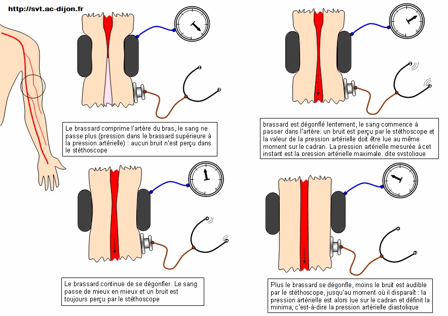 Une boucle de régulation nerveuse