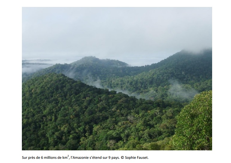 1 % des espèces d’arbres stocke la moitié du carbone de l’Amazonie