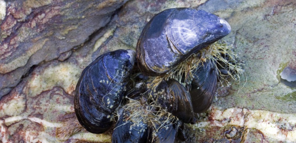 Fabriquer de la glu avec des moules