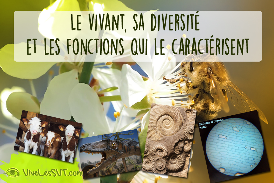 Le vivant, sa diversité et les fonctions qui le caractérisent