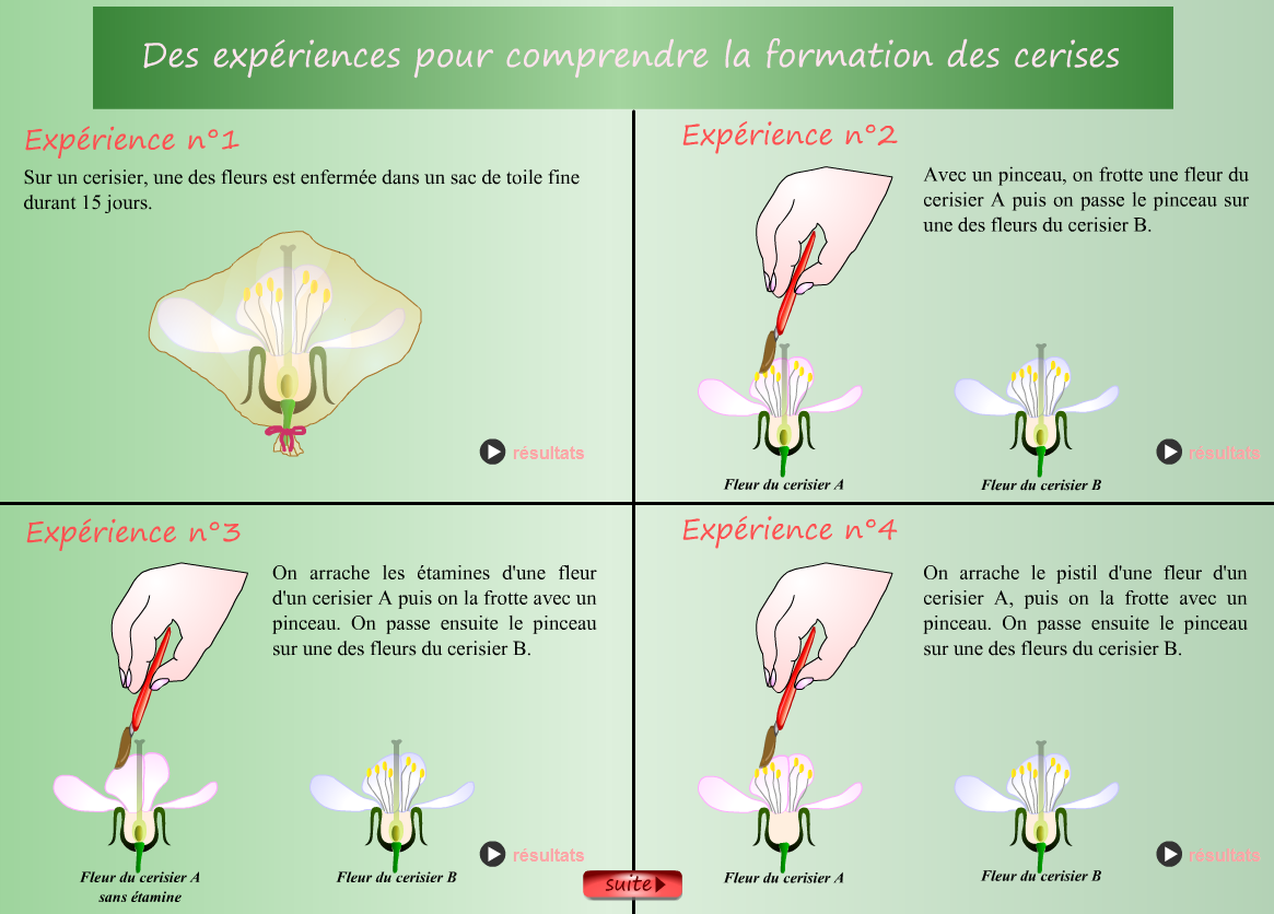 expériences pollinisation SVT