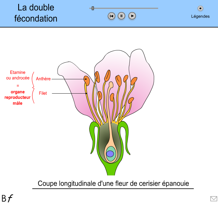 schéma fleur svt 6ème - schéma légendé d'une fleur