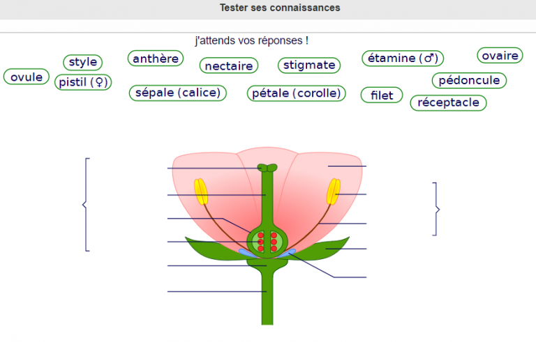 schéma fleur test SVT | Vive les SVT ! Les sciences de la vie et de la