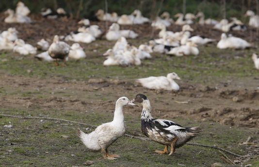 Grippe aviaire : des élevages vont geler leur production