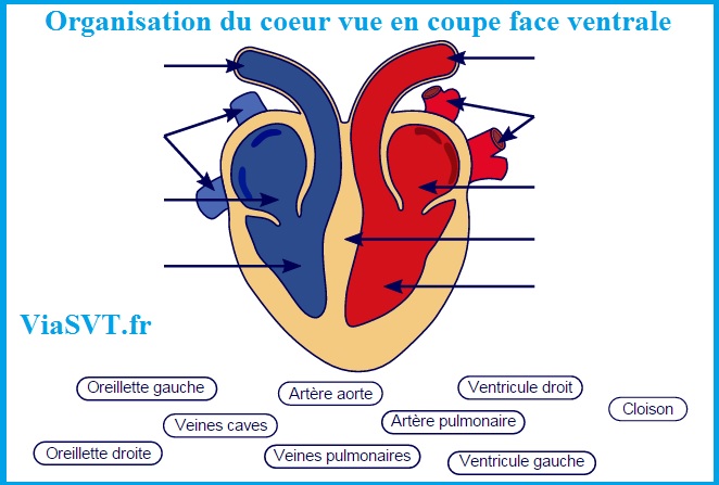 Les modifications du corps pendant un effort