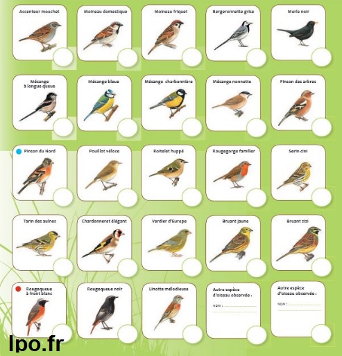 Reconnaître les oiseaux avec la LPO