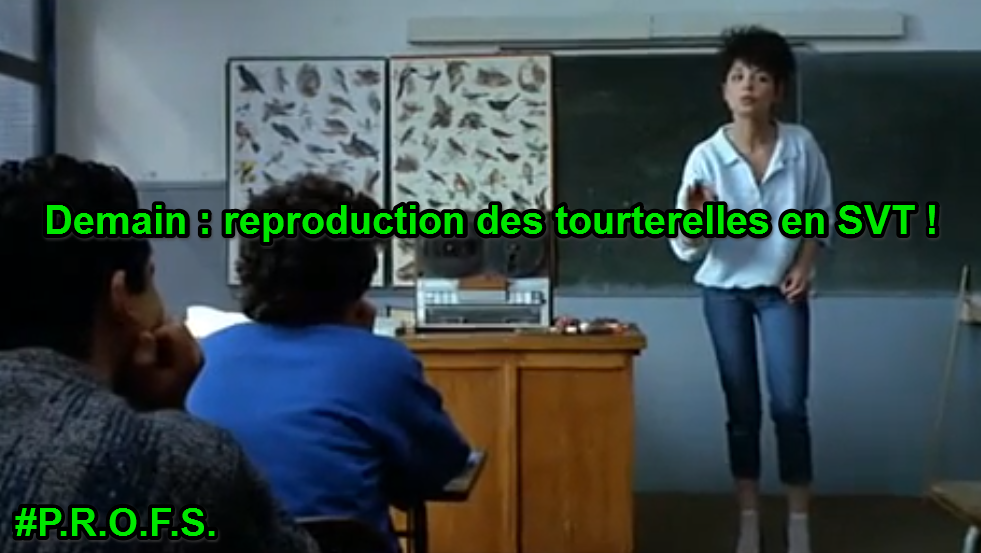 Reproduction des tourterelles en SVT