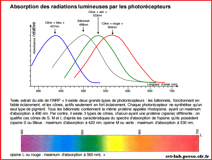 absorption-des-radiations-lumineuses-par-les-photorecepteurs