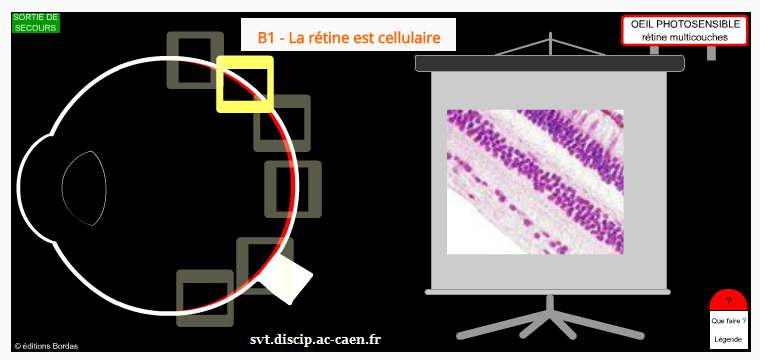rétine animation cellules vision 1ère SVT