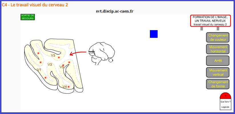 cerveau V1 V2 V3 V4 V5 aires visuelles SVT 1ère