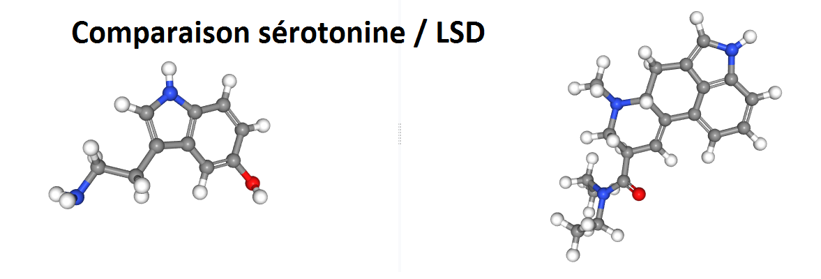 comparaison lsd serotonine