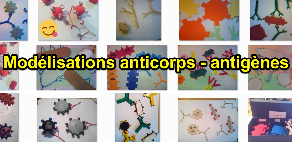 Maquettes d’anticorps et d’antigènes en 3ème