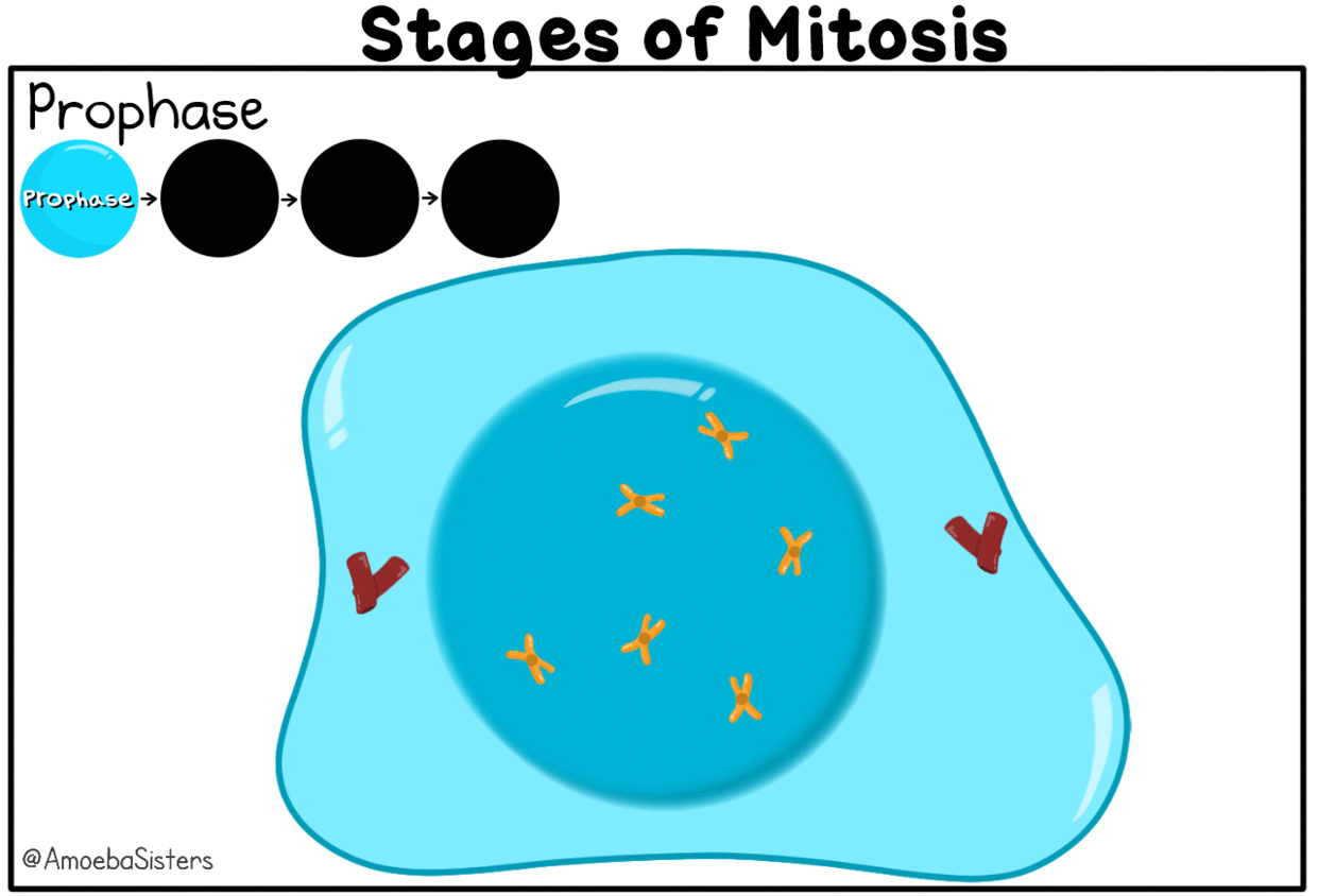 Stages of Mitosis GIF