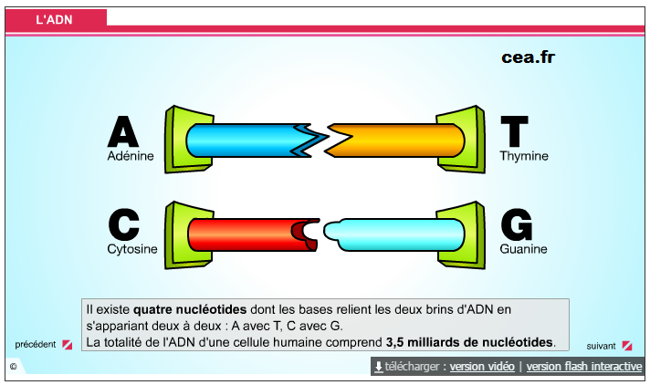 animation ADN réplication molécule chromosome