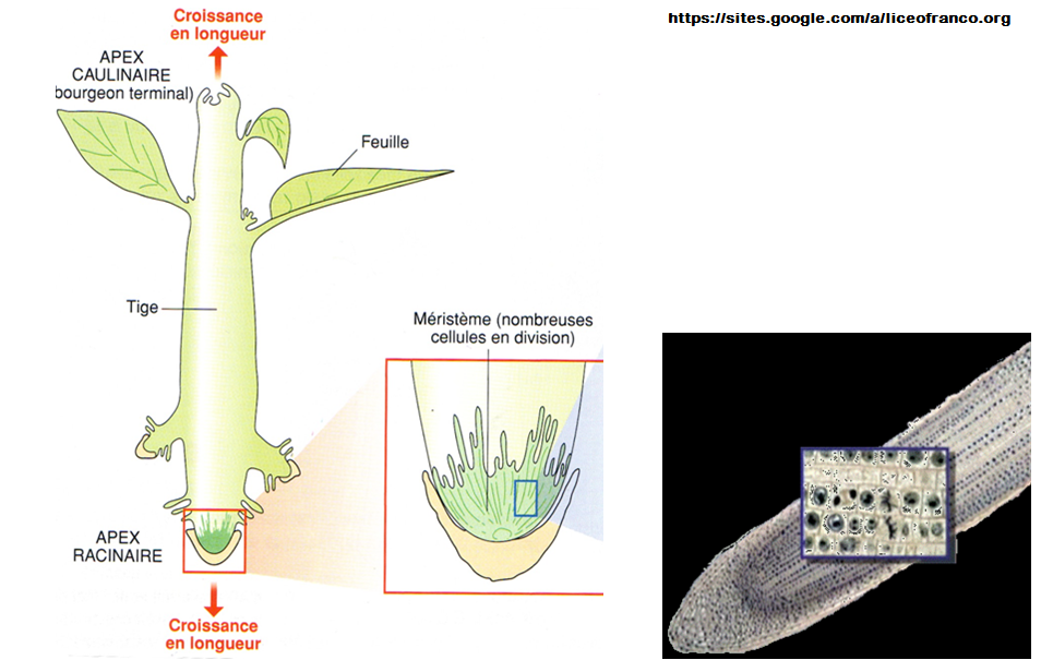 cellules méristématiques SVT mitose génétique