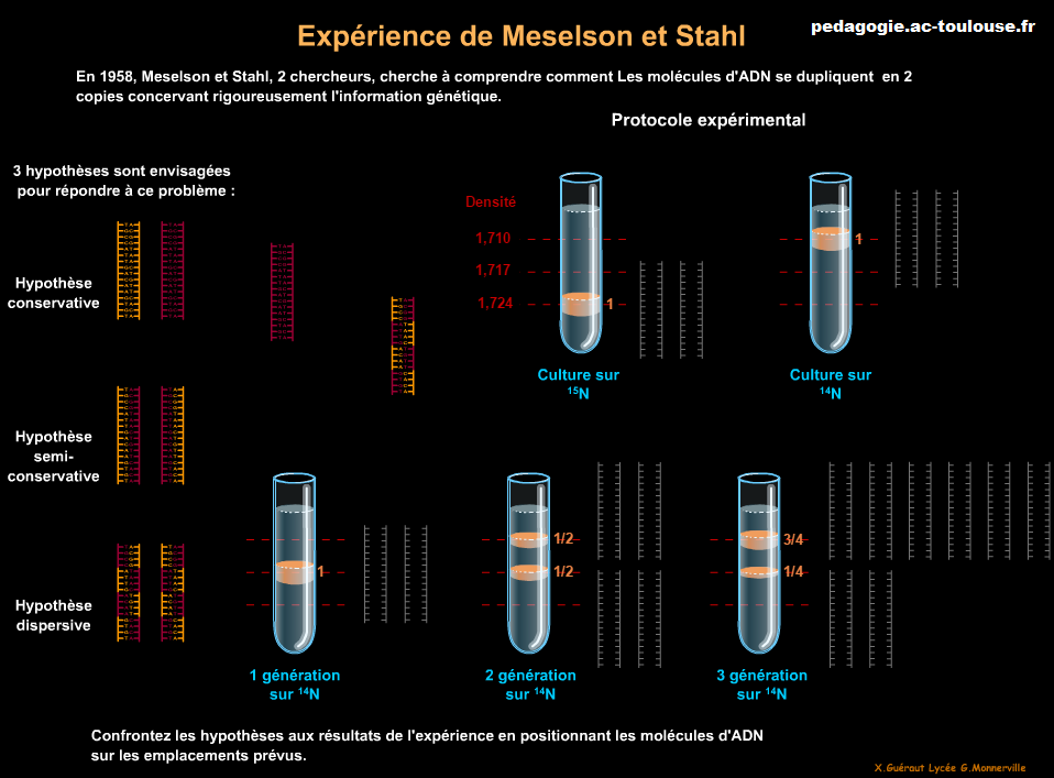 expériences de Meselson et Stahl