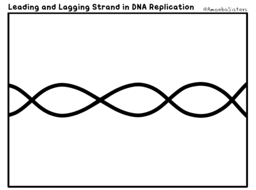 leading-and-lagging-strand-gif