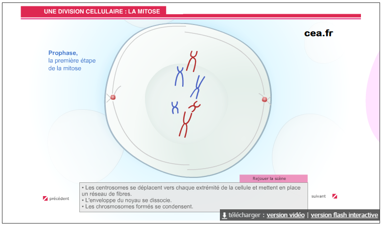 mitose animation CEA SVT 1ère S