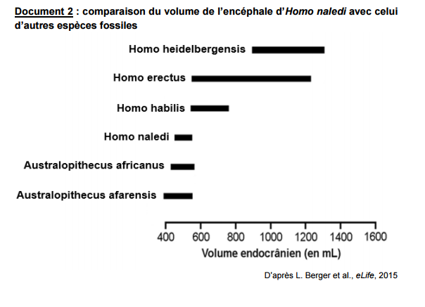 document 2 volume encéphale Homo naledi