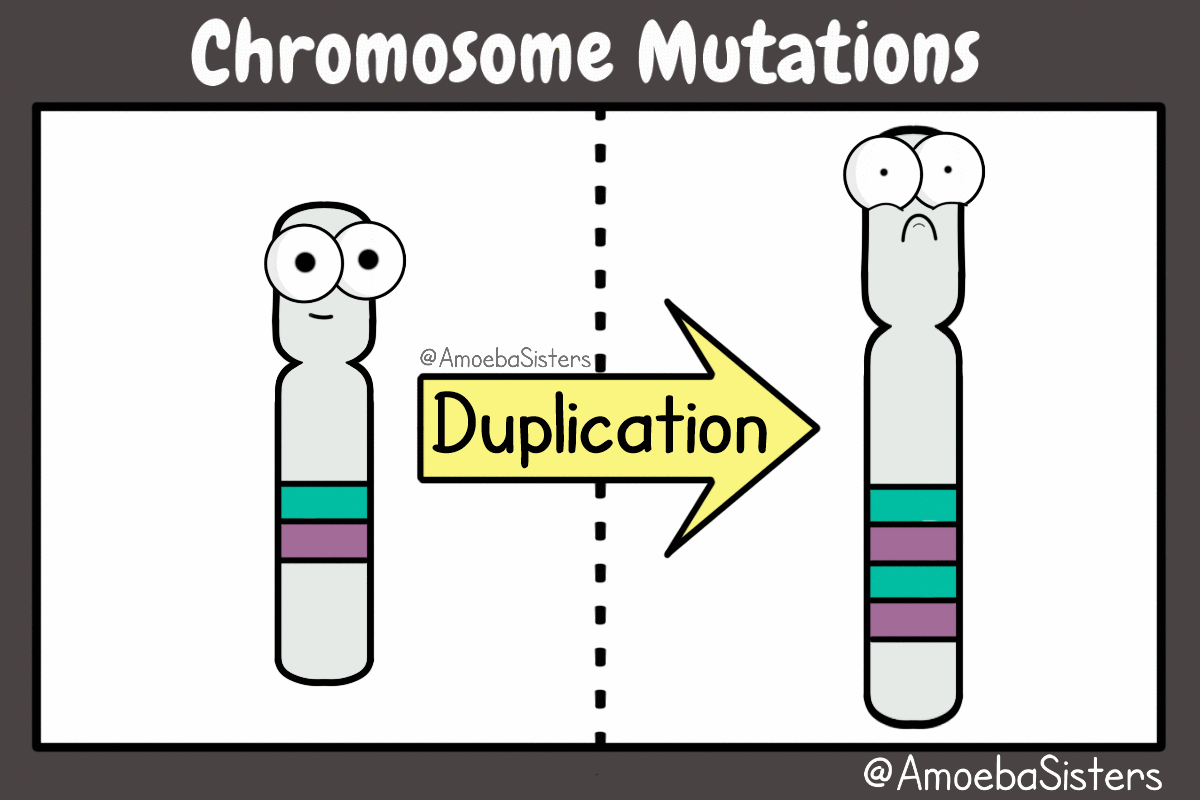 Chromosome Mutations GIF