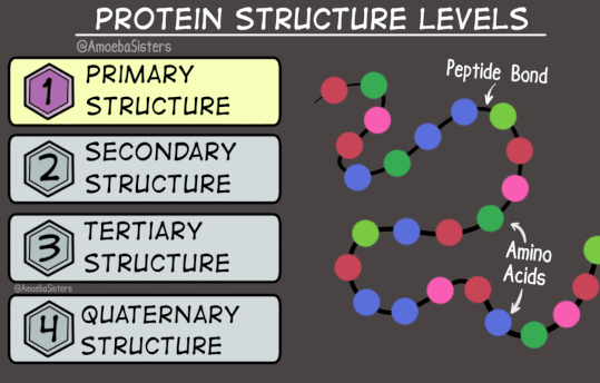 Structure de protéines