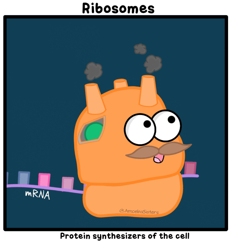 action d'un ribosome SVT