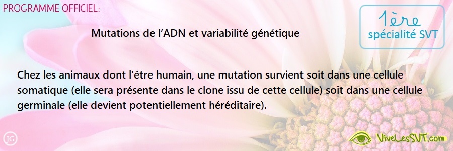 Les mutations de l’ADN et la variabilité génétique  – 1ère spé SVT