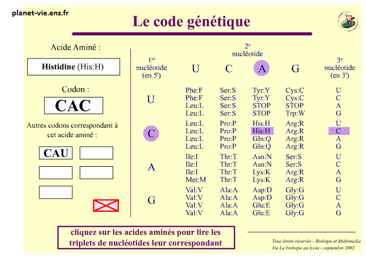 code génétique SVT 1ère S