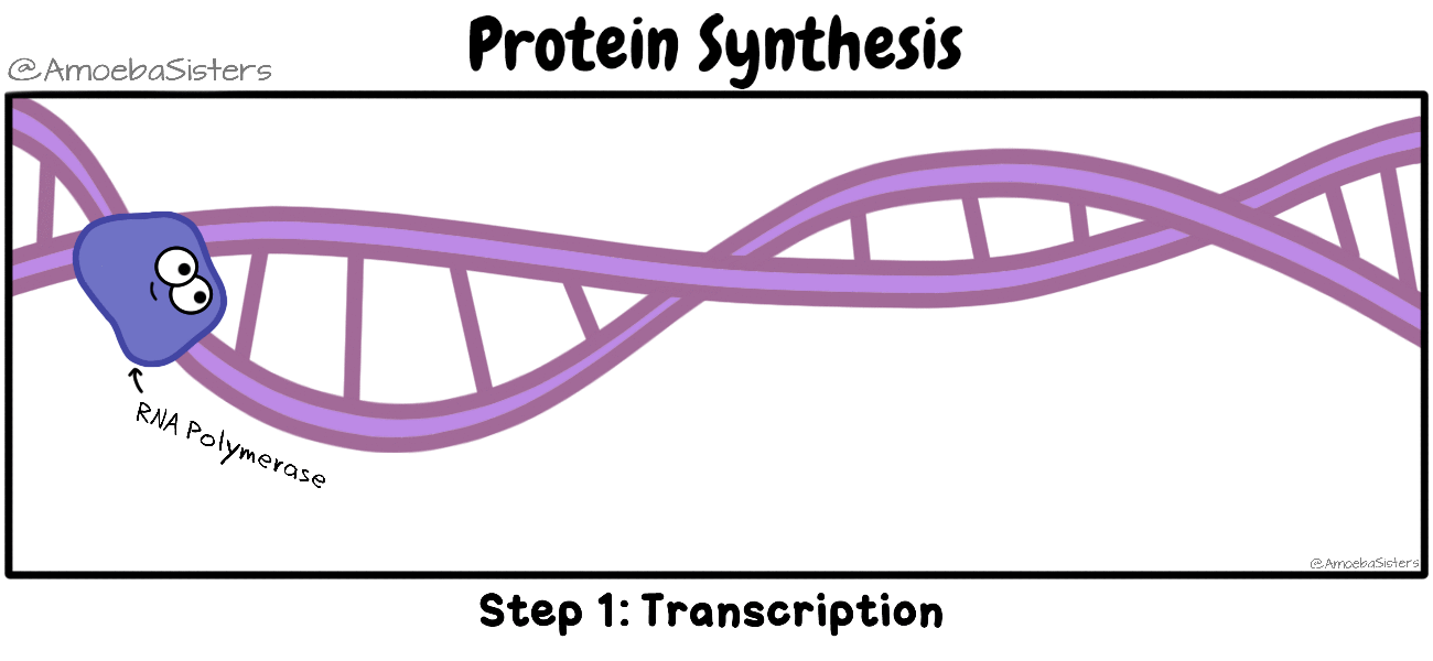 synthèse de protéine SVT ARN