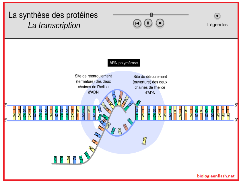 transcription synthèse des protéines SVT 1ère S