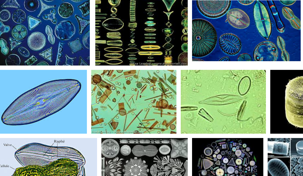 Les capacités des diatomées