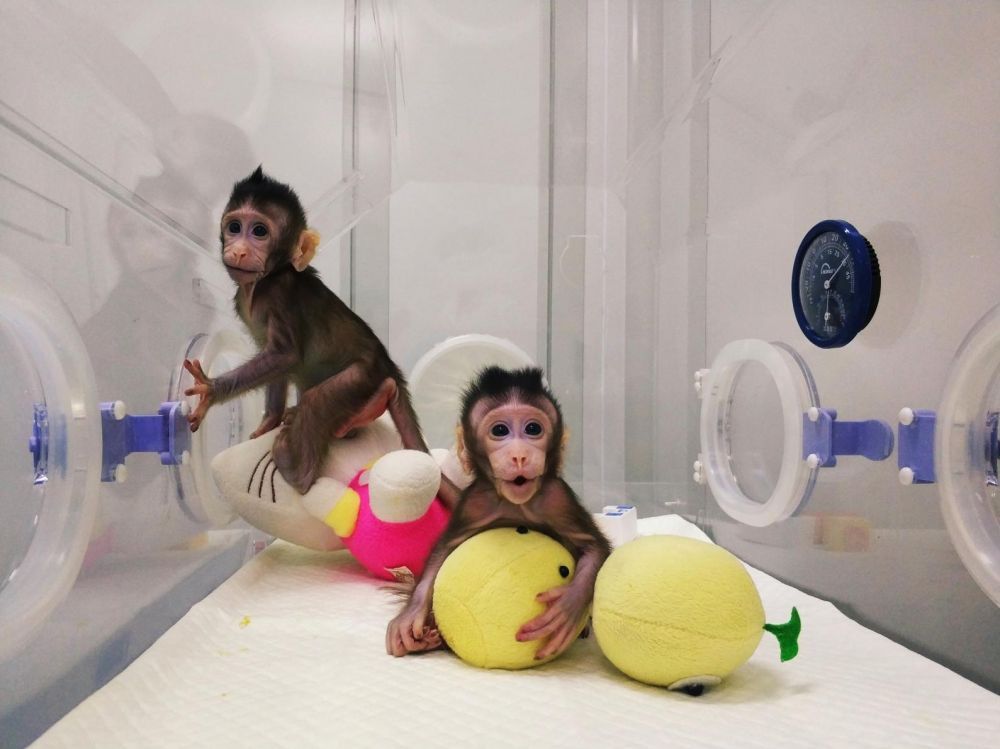 primate clonage