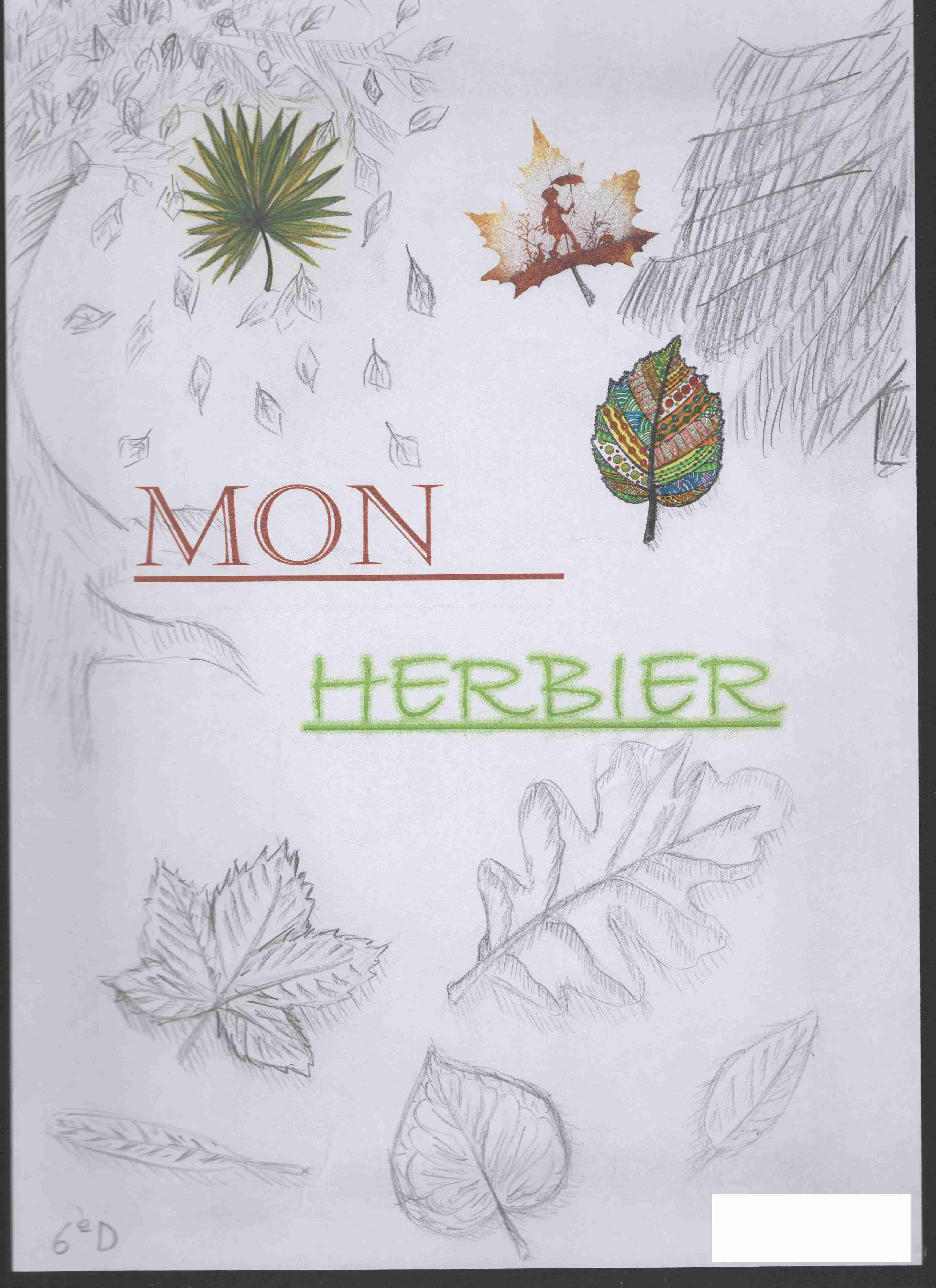 presentation d'un herbier de 6eme